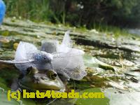 /home//u458753944/public_html/sourcegallery/////////////////Frogs/More bullfrogs/P8180187.JPG